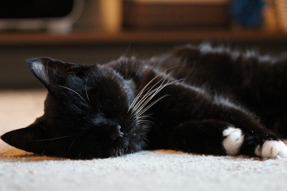 Smarty, a black-and-white cat, asleep on the floor